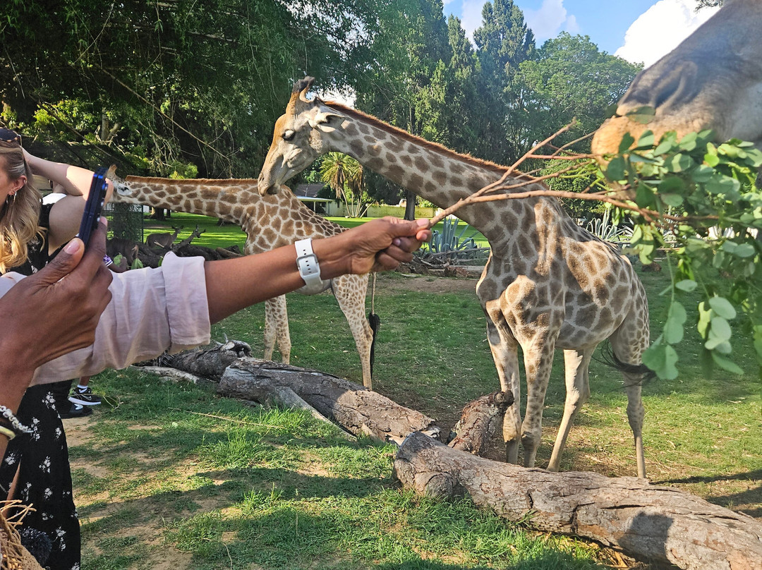 Wild Is Life-哈拉雷必去景点