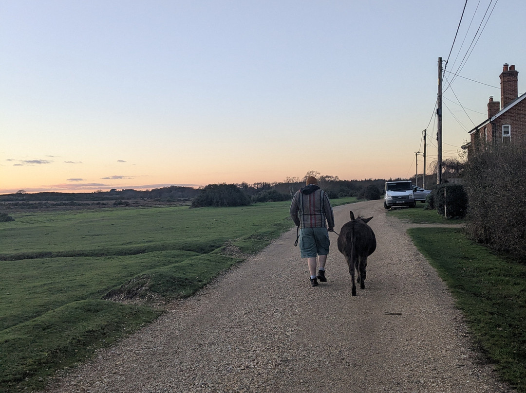 Brockenhurst Donkey Walks-Brockenhurst必去景点