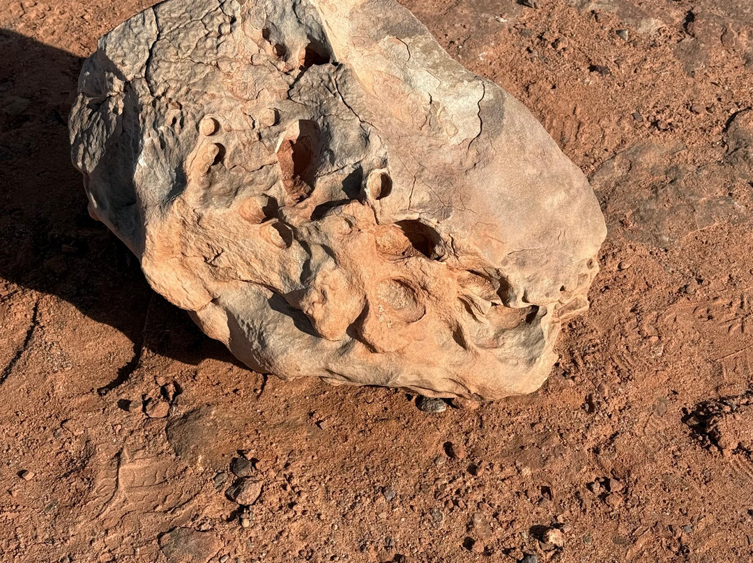 Dinosaur Tracks-蒂巴城必去景点