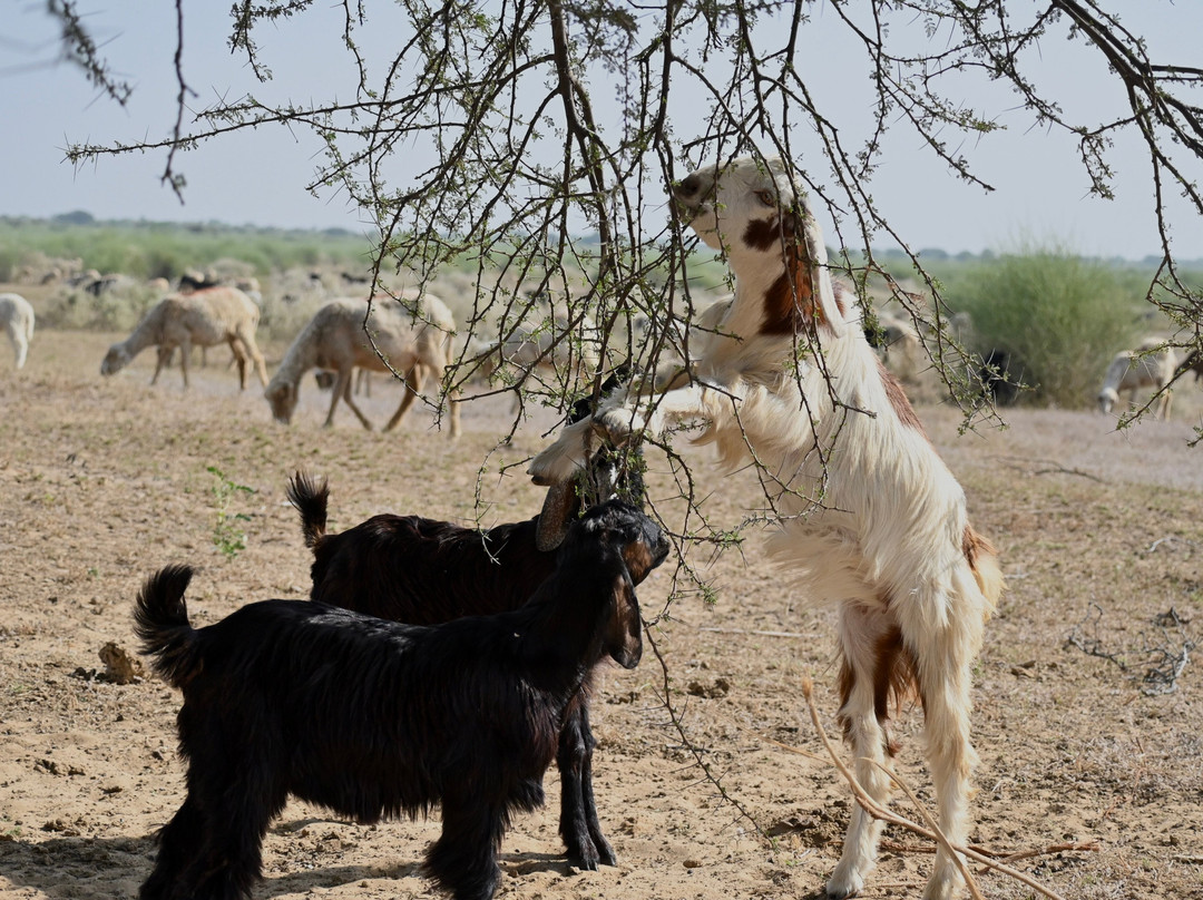 Jorbeer Conservation Reserve-碧卡内必去景点