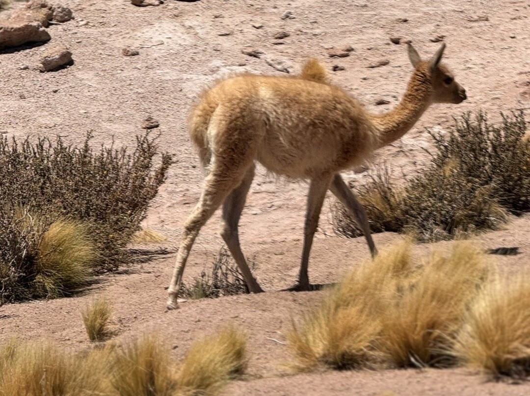 Expediciones Chilla-圣佩德罗-德阿塔卡马必去景点