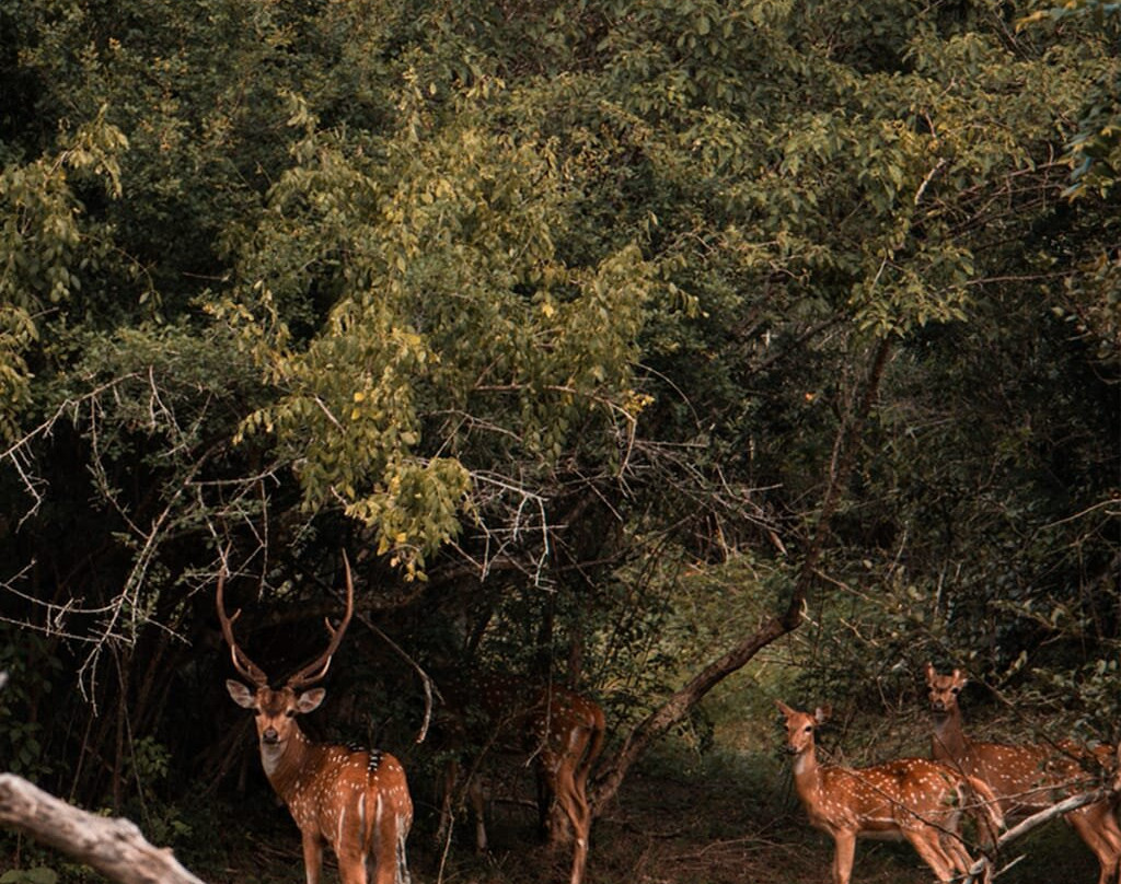 Apple Vacations Sri Lanka-Wattala必去景点