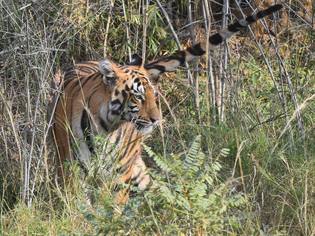 Jungle Bucket List-Moharli必去景点