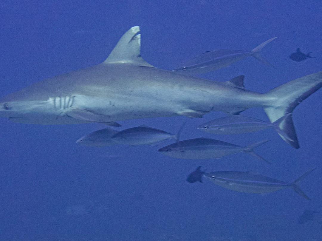 DivePoint Rannalhi-绚丽岛必去景点