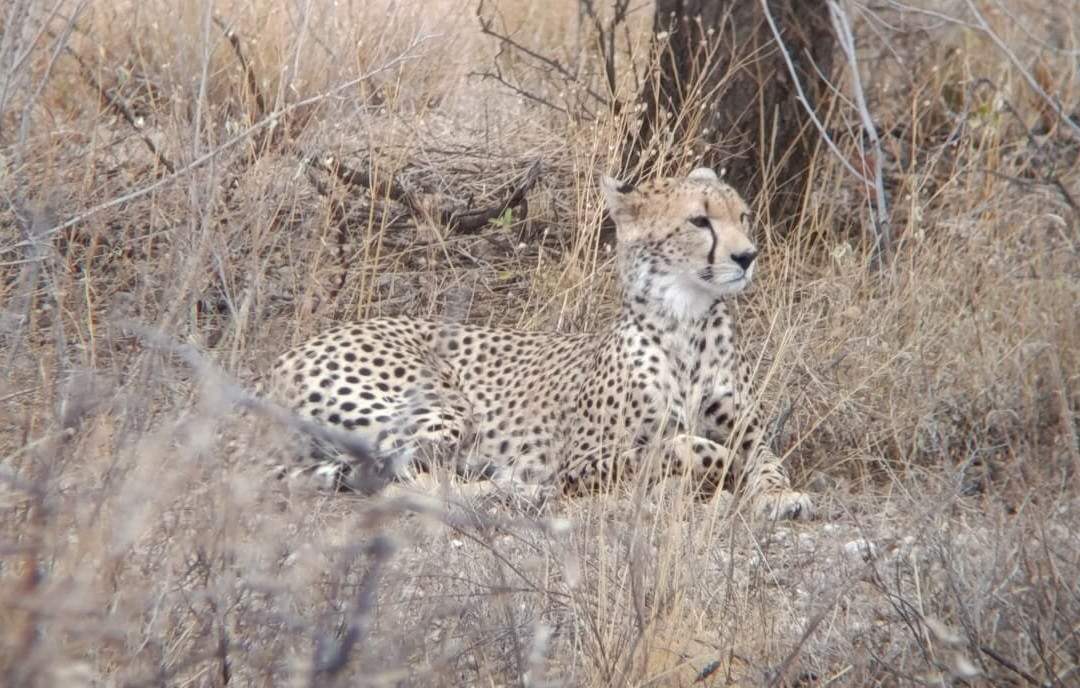 Flexivel Kenya Safaris-内罗毕必去景点