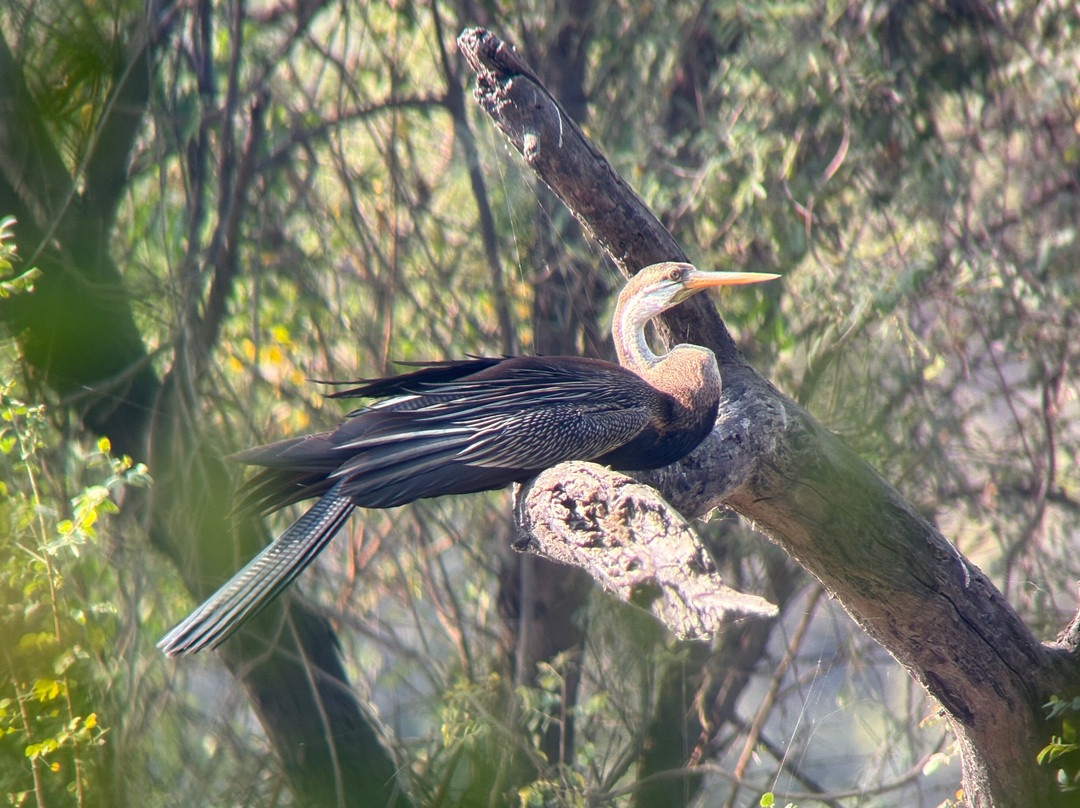 Bharatpur Bird Sanctuary-巴拉特浦必去景点