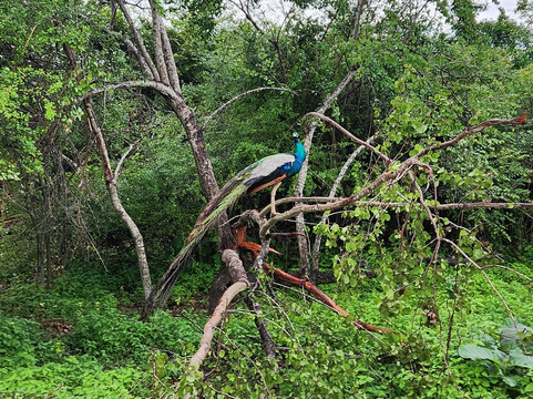 Vision Lanka Tours-加勒必去景点