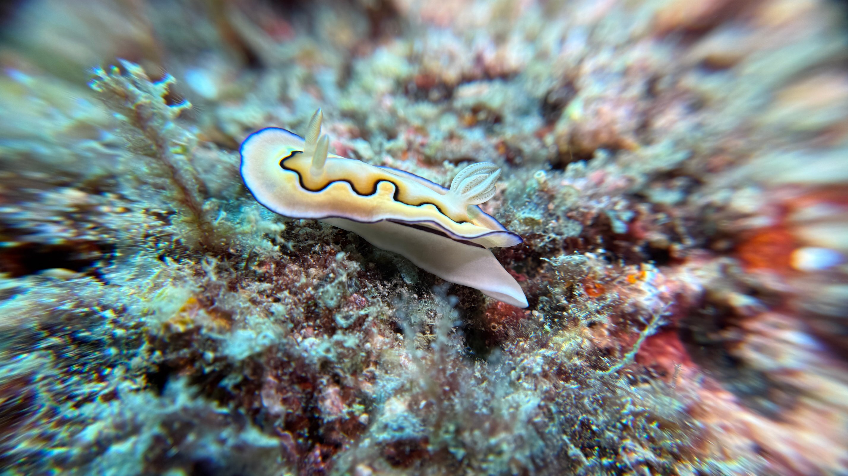 Scuba Junkie Sangalaki-官方