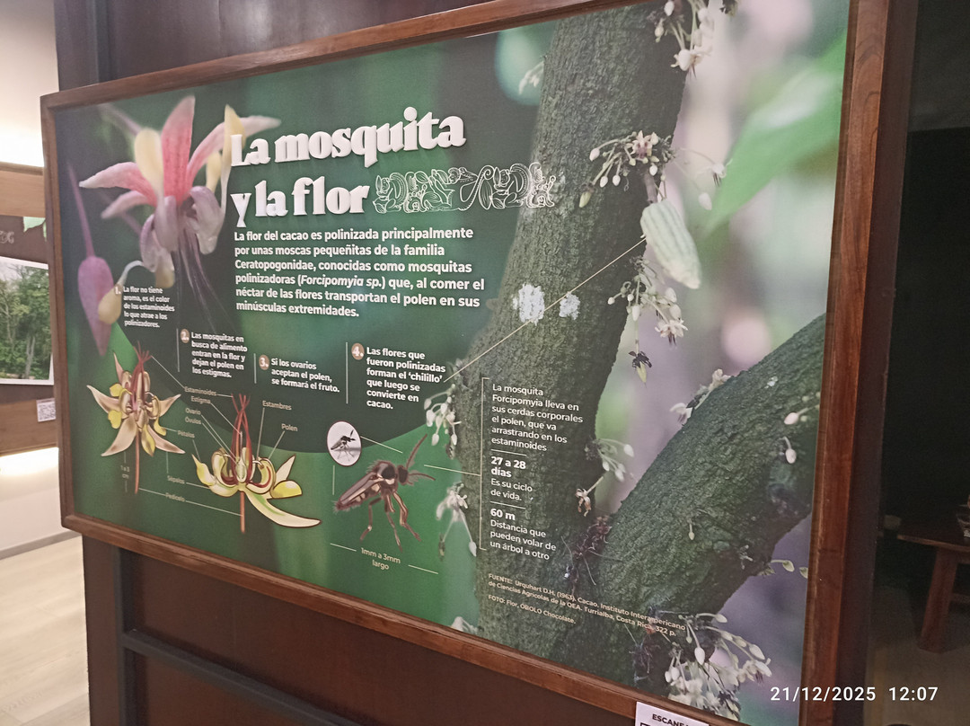 Casa Universitaria Cacao y Chocolate