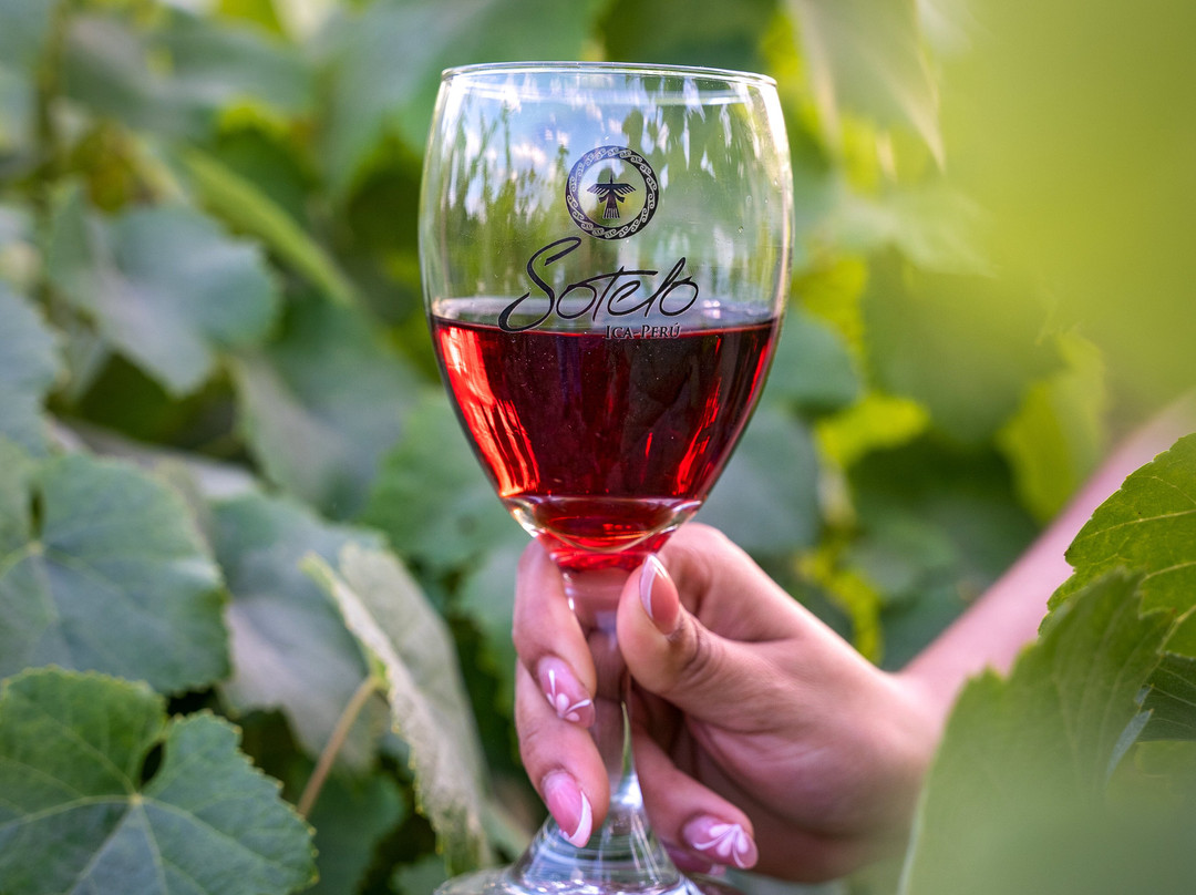 Bodega Y Viñedo Sotelo-伊卡必去景点