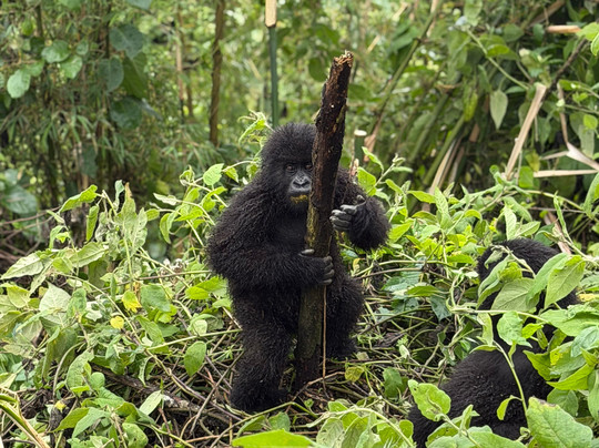 Africa Adventure Safaris-坎帕拉必去景点