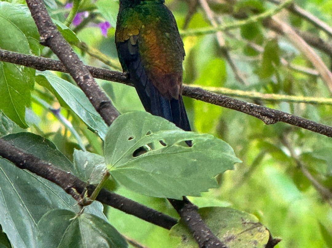 Yerette-Maracas Bay必去景点