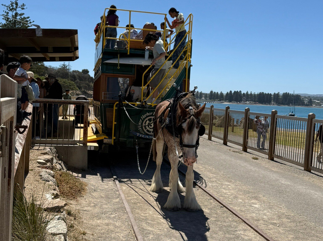 Victor Harbor Horse Drawn Tram-维克多港必去景点