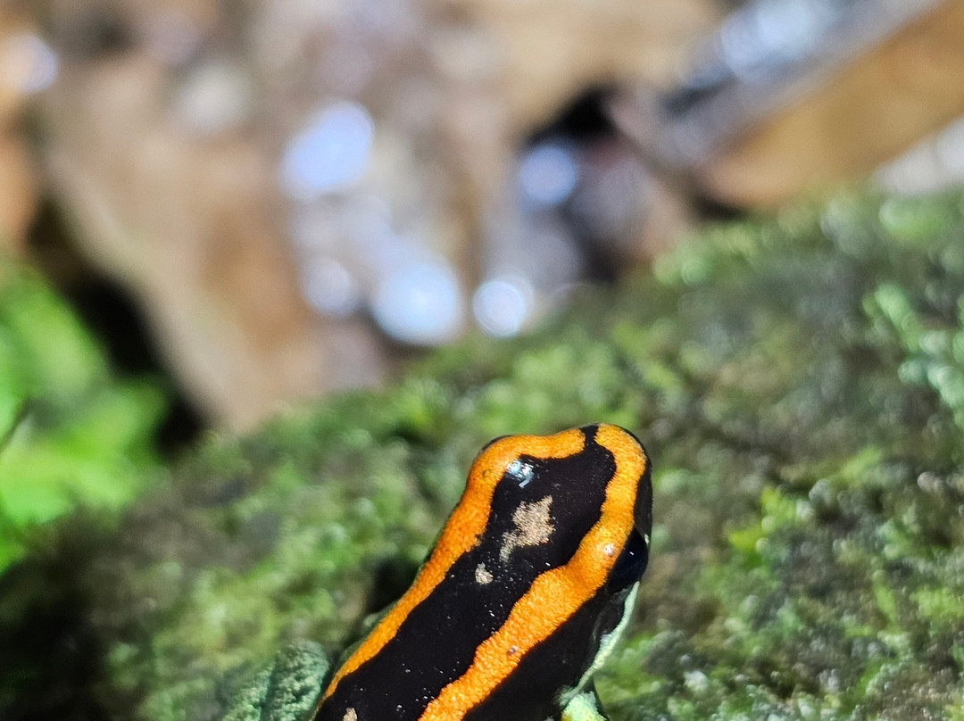 Sierpefrogs-Sierpe必去景点