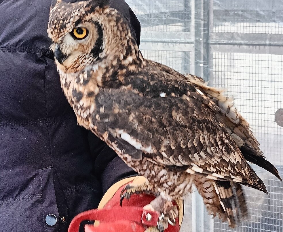 Il Boschetto Degli Gnomi