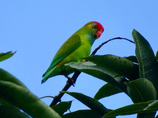 Sri Lanka Trekking-康提必去景点