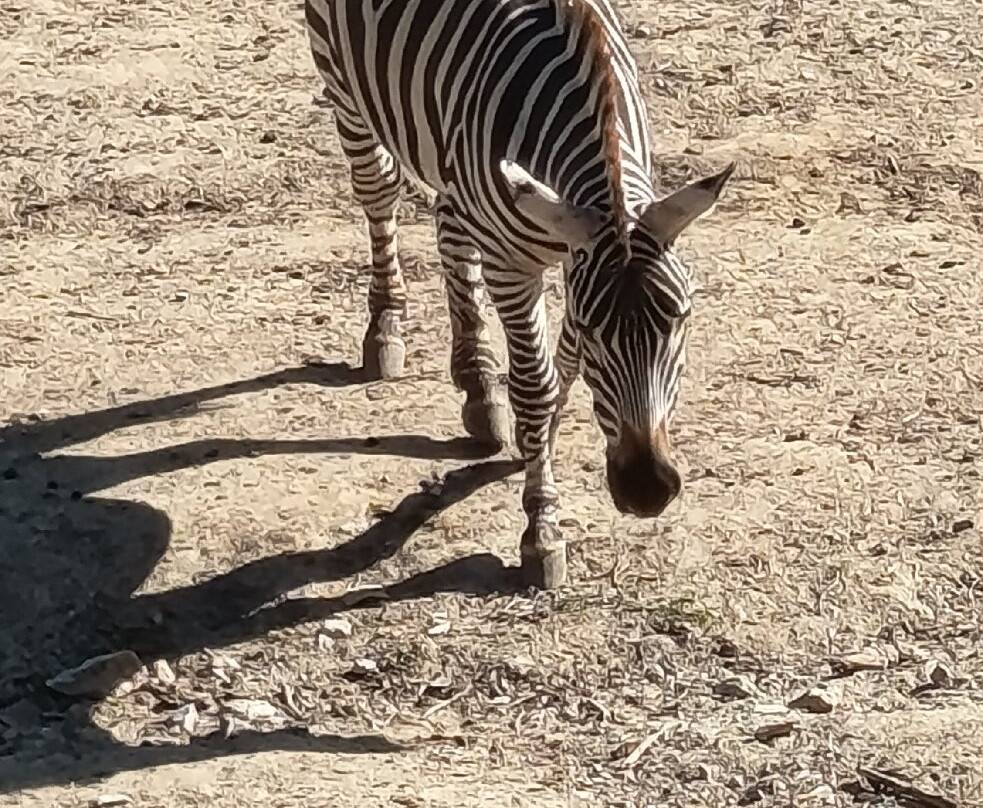 The Bonanza Exotic Zoo-北冲县必去景点
