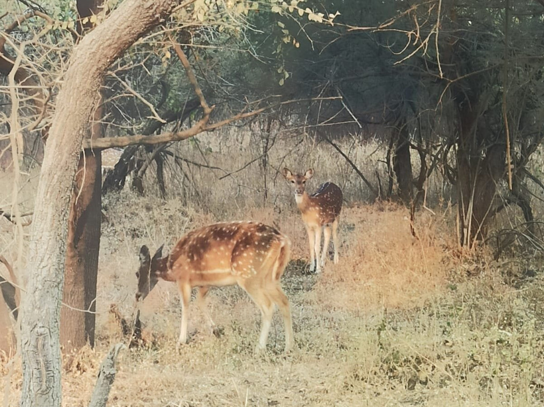 Gorewada Safari-那格浦尔必去景点
