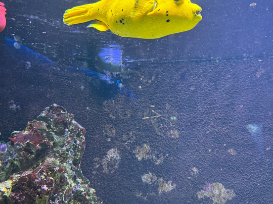 Aquazoo Loebbecke Museum-杜塞尔多夫必去景点