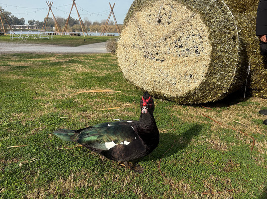 Laghi Nabi-Castel Volturno必去景点