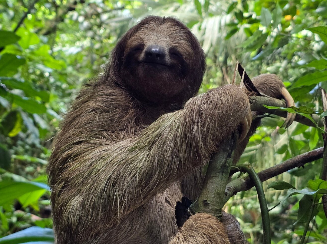 Sloths Paradise Rainforest-Bijagua de Upala必去景点