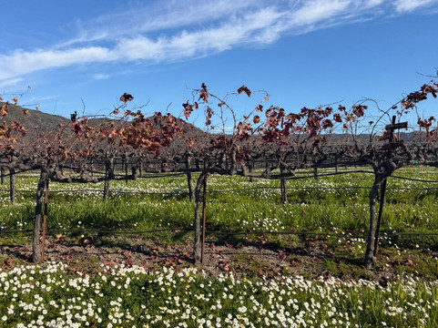 Stonestreet Winery-希尔兹堡必去景点