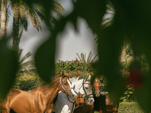 美利亚Meliá Collection沙漠棕榈主图