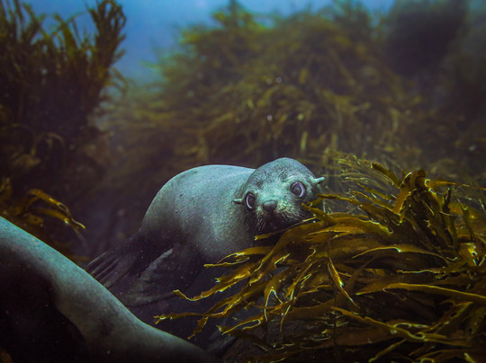Bravamar Diving Center
