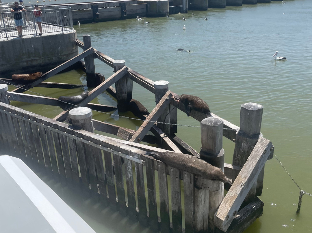 Spirit of the Coorong Cruises-Goolwa必去景点