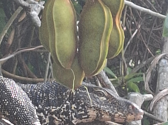 Lucky Boat Safari-班托塔必去景点