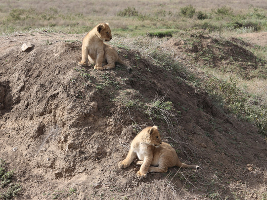 Tanzania Specialist-阿鲁沙必去景点