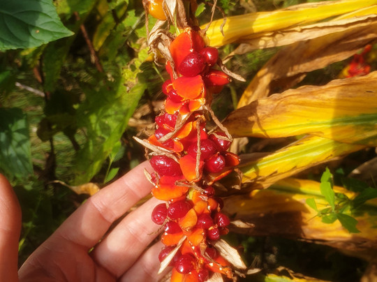 Jabarkhet Nature Reserve-马苏里必去景点