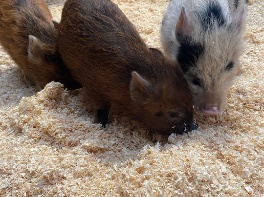 Kew Little Pigs Farm Ltd-Amersham必去景点