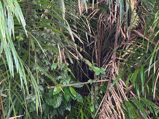 Costa Rica Roots Tours-托图杰多必去景点