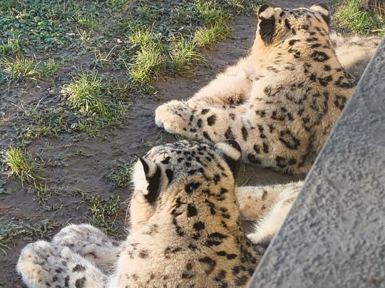 Welsh Mountain Zoo-科尔温湾必去景点