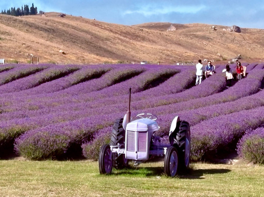 New Zealand Alpine Lavender Farm-普卡基必去景点