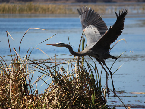 Swamp Fever Airboat Adventures-Lake Panasoffkee必去景点