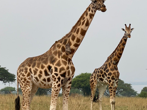 Truevine Safaris-坎帕拉必去景点