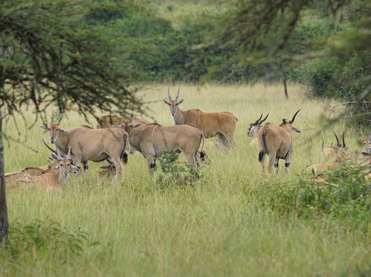 Gorillas and Wildlife Safaris-布恩迪难以穿越的国家公园必去景点