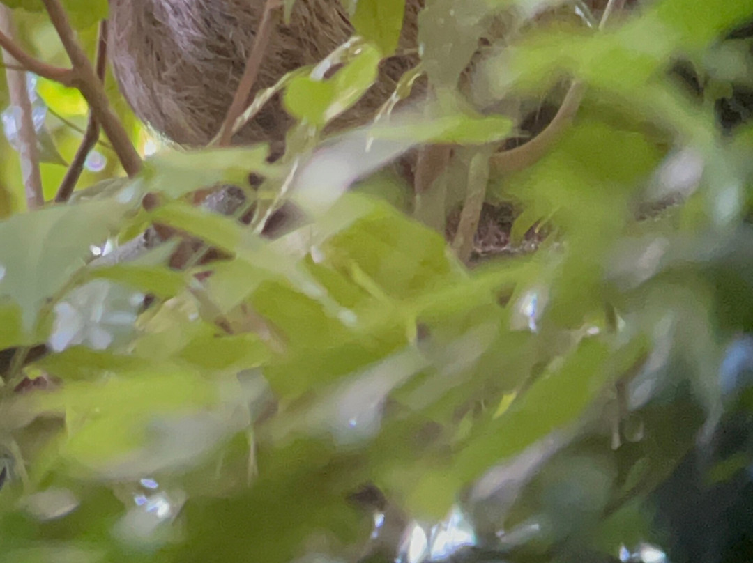 Osa Viva Tours-Puerto Jimenes必去景点