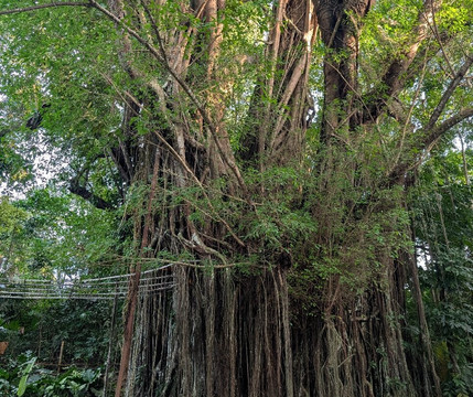百年大榕树-锡基霍尔岛必去景点