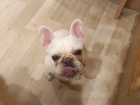 Dog Cafe Rio Akihabara-千代田区必去景点