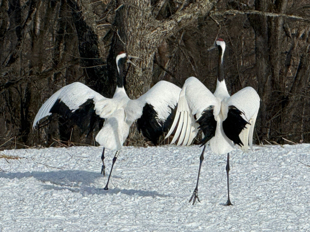 Tsurui Ito Red-crowned Crane Sanctuary-鹤居村必去景点