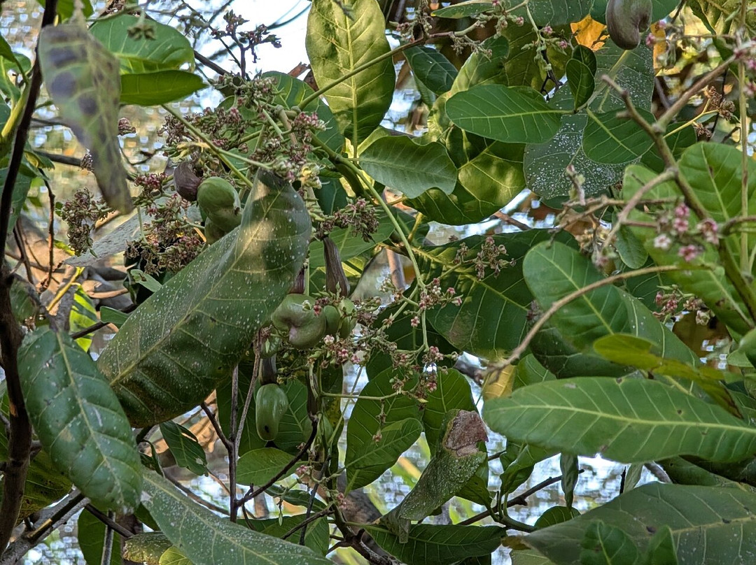 Café Tío Leo-利比里亚必去景点