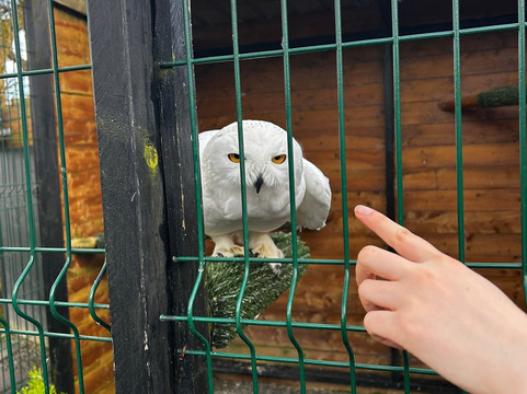 Kingdom Falconry - Dingle-丁格尔必去景点