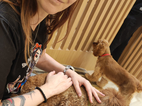 Dog Cafe Rio Akihabara-千代田区必去景点