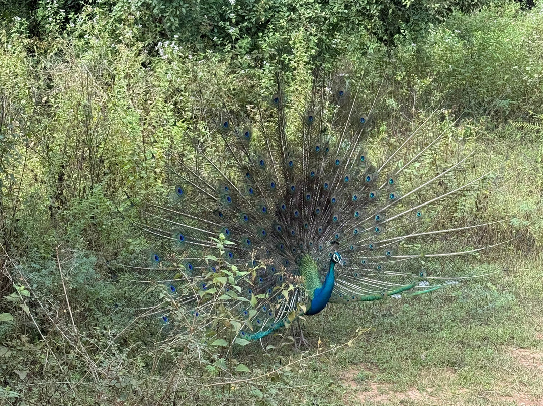 Udawalawe Safari Tours-乌达瓦拉维国家公园必去景点