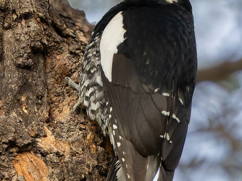 American Birding Guides-Patagonia必去景点