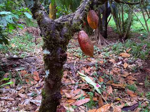 Fazenda Yrere-Ilheus必去景点