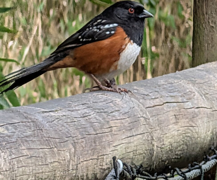Point Defiance Zoo & Aquarium-塔科马必去景点